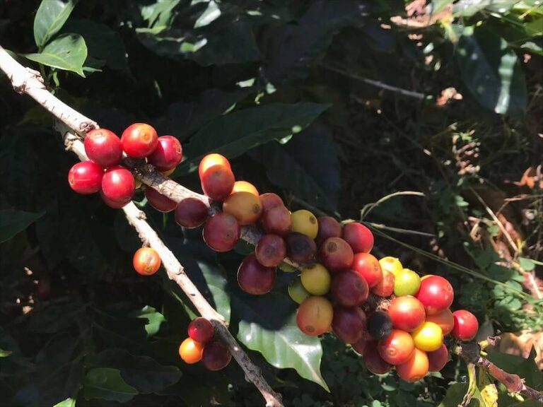 コスタリカのコーヒー農園ツアー