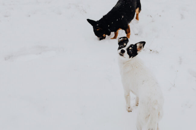 雪の上にいる犬２ひき