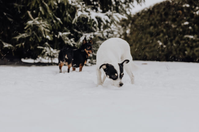 雪の上にいる犬２ひき