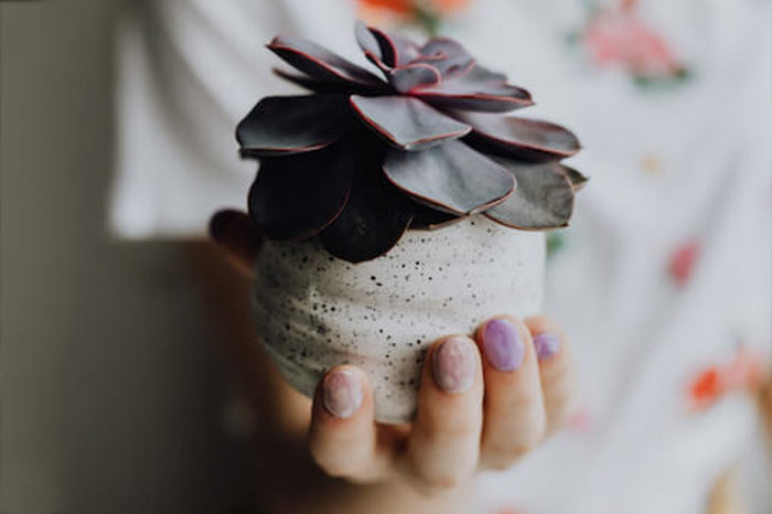 植物を持っている女性