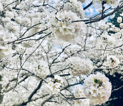 ジョージア州の桜