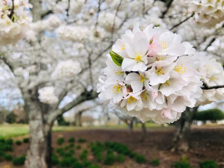 ジョージアの桜