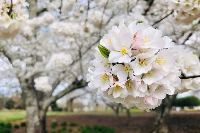 桜の花