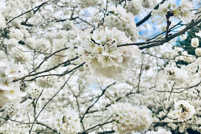 桜の花