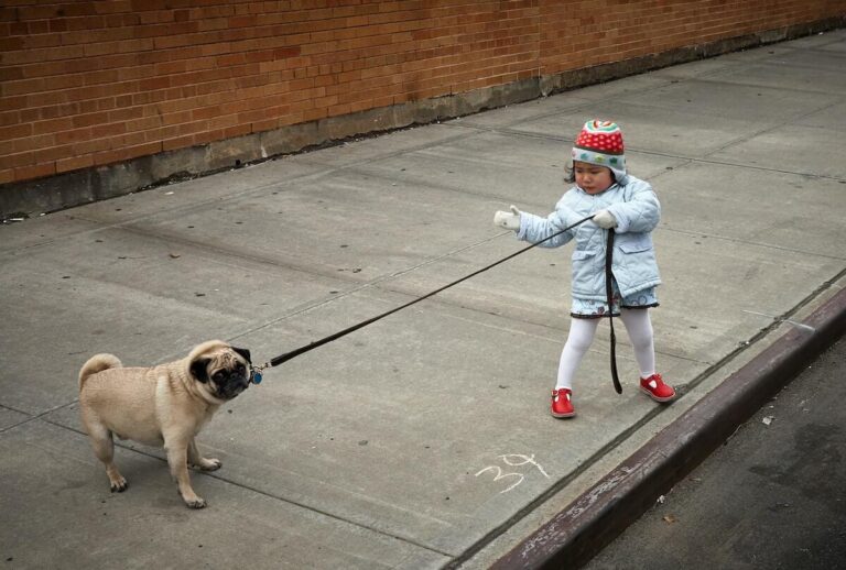 犬を引っ張っている小さな子