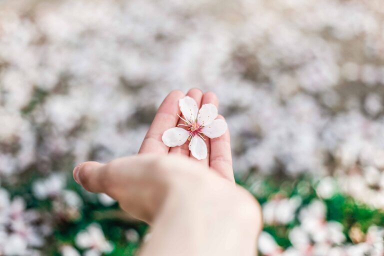 桜の花を持っている手